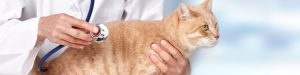 pet Health Checks - riverside vets livingstone bathgate