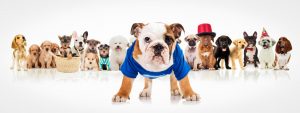 Puppy Parties - riverside vets livingstone bathgate