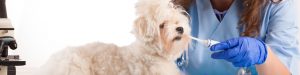 vip pet plan - riverside vets livingstone bathgate