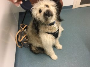 dog in vets surgery bathgate and livingston