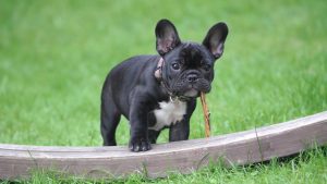 French Bulldog - riverside vets livingstone & bathgate